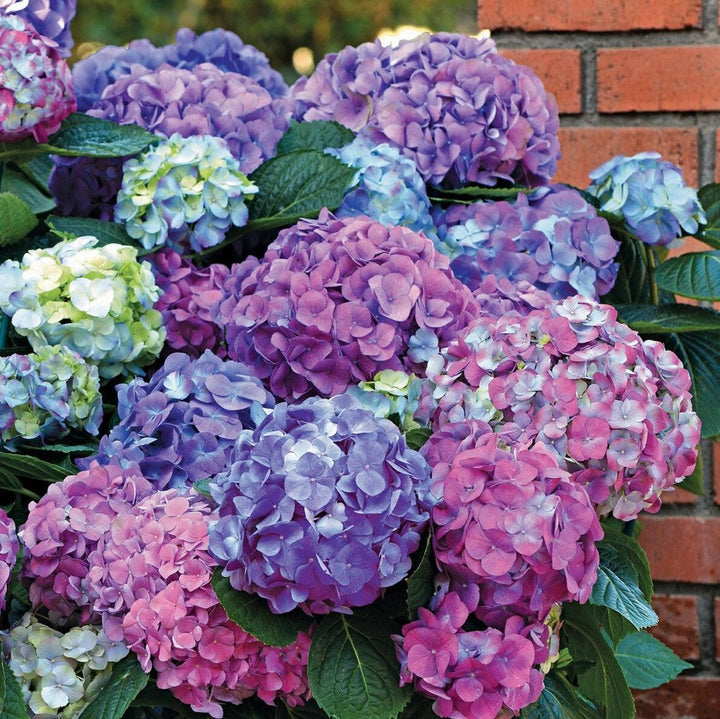 Hydrangea macrophylla 'Lindsey Ann' ~ LA Dreamin'® Hydrangea