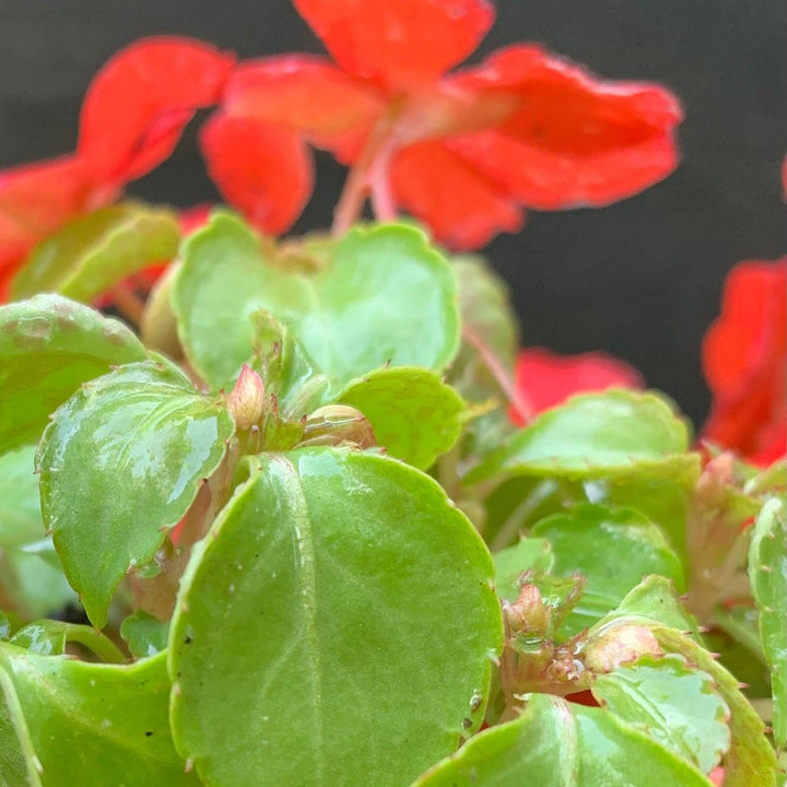 Impatiens walleriana 'PAS1413665' ~ Beacon® Bright Red Impatiens