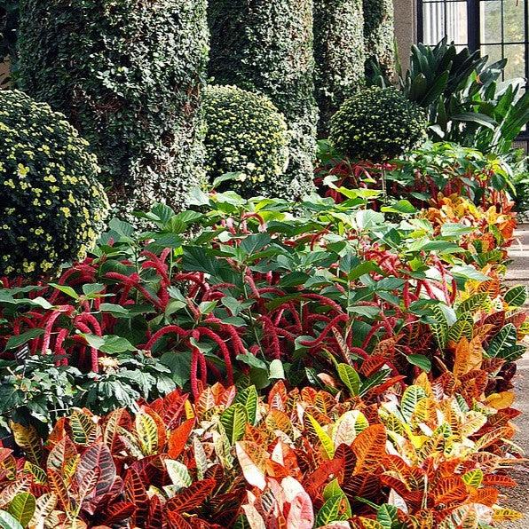 Acalypha hispida ~ Chenille Plant