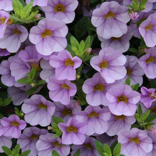 Calibrachoa hybrid 'USCAL87502' ~ PW® Superbells® Miss Lilac Calibrachoa
