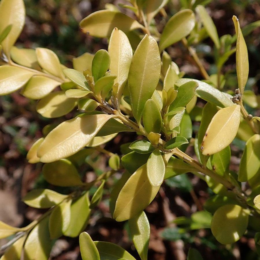 Tide Hill Boxwood