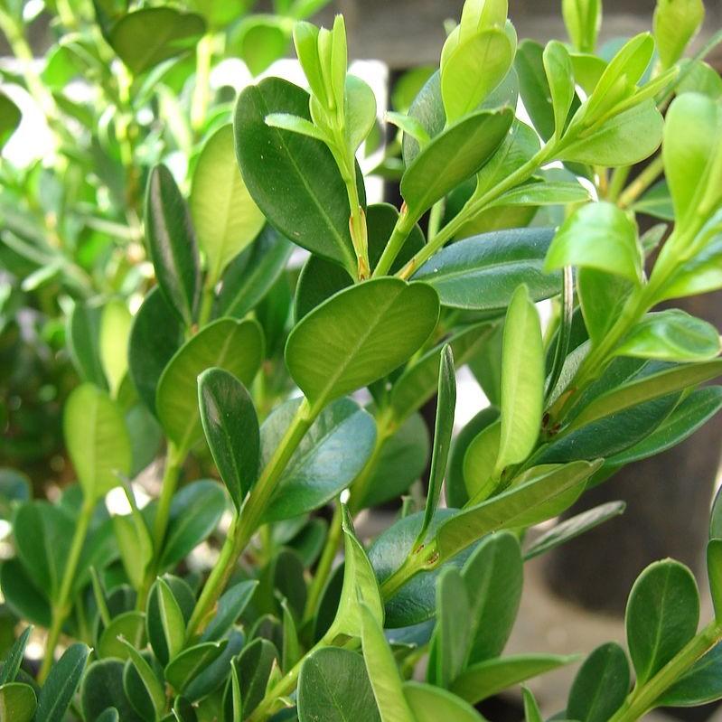 Little Missy Boxwood