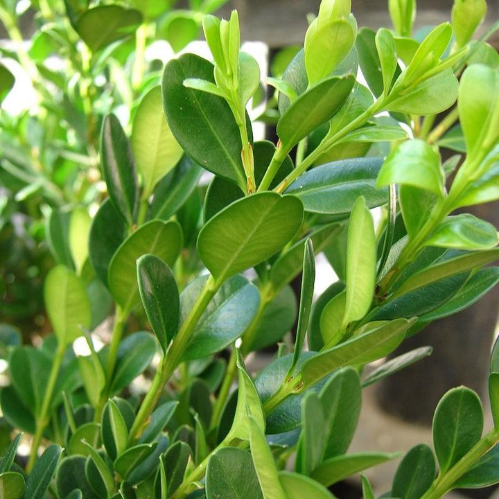 Little Missy Boxwood