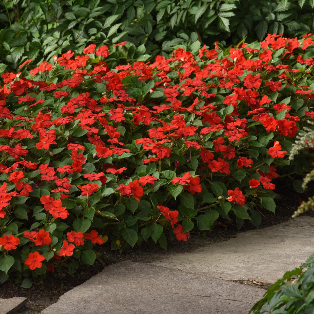 Impatiens walleriana 'PAS1413665' ~ Beacon® Bright Red Impatiens