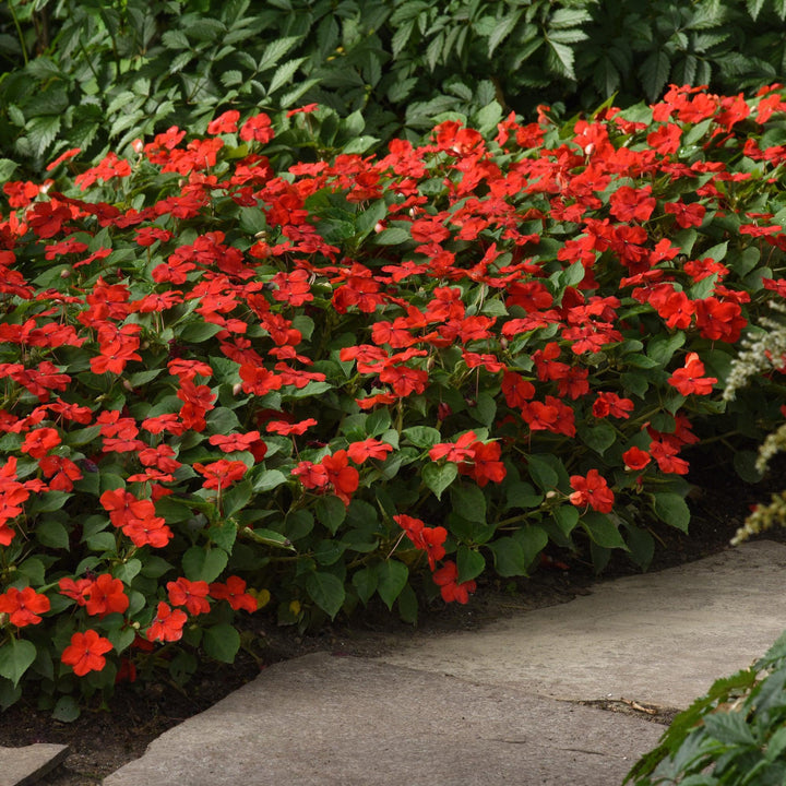 Impatiens walleriana 'PAS1413665' ~ Beacon® Bright Red Impatiens