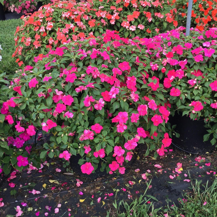 Impatiens walleriana 'PAS1377332' ~ Beacon® Rose Impatiens