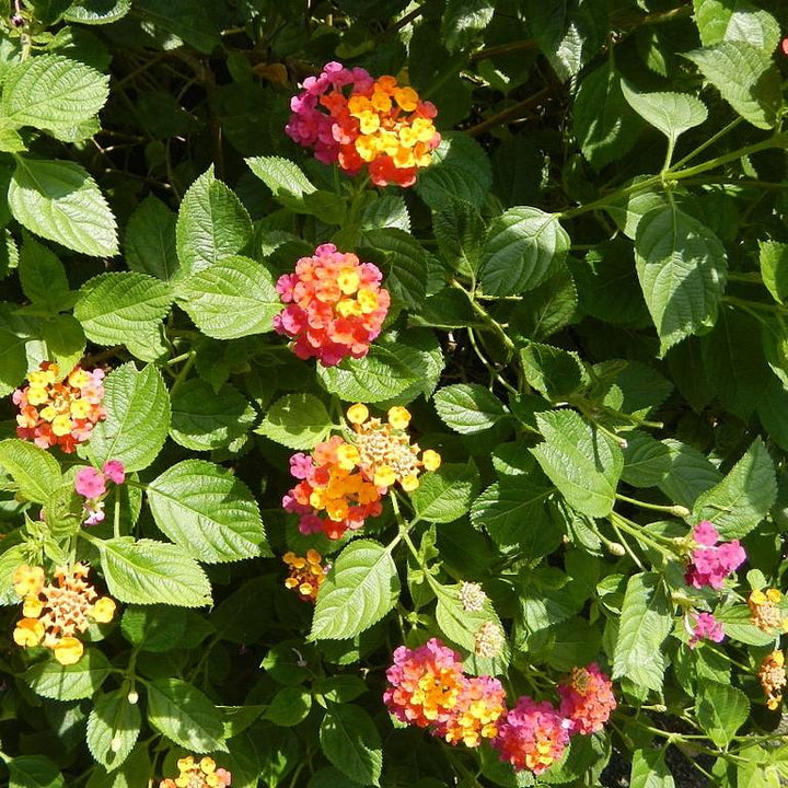 Lantana camara 'Flortanapi' ~ Little Lucky™ Hot Pink Lantana