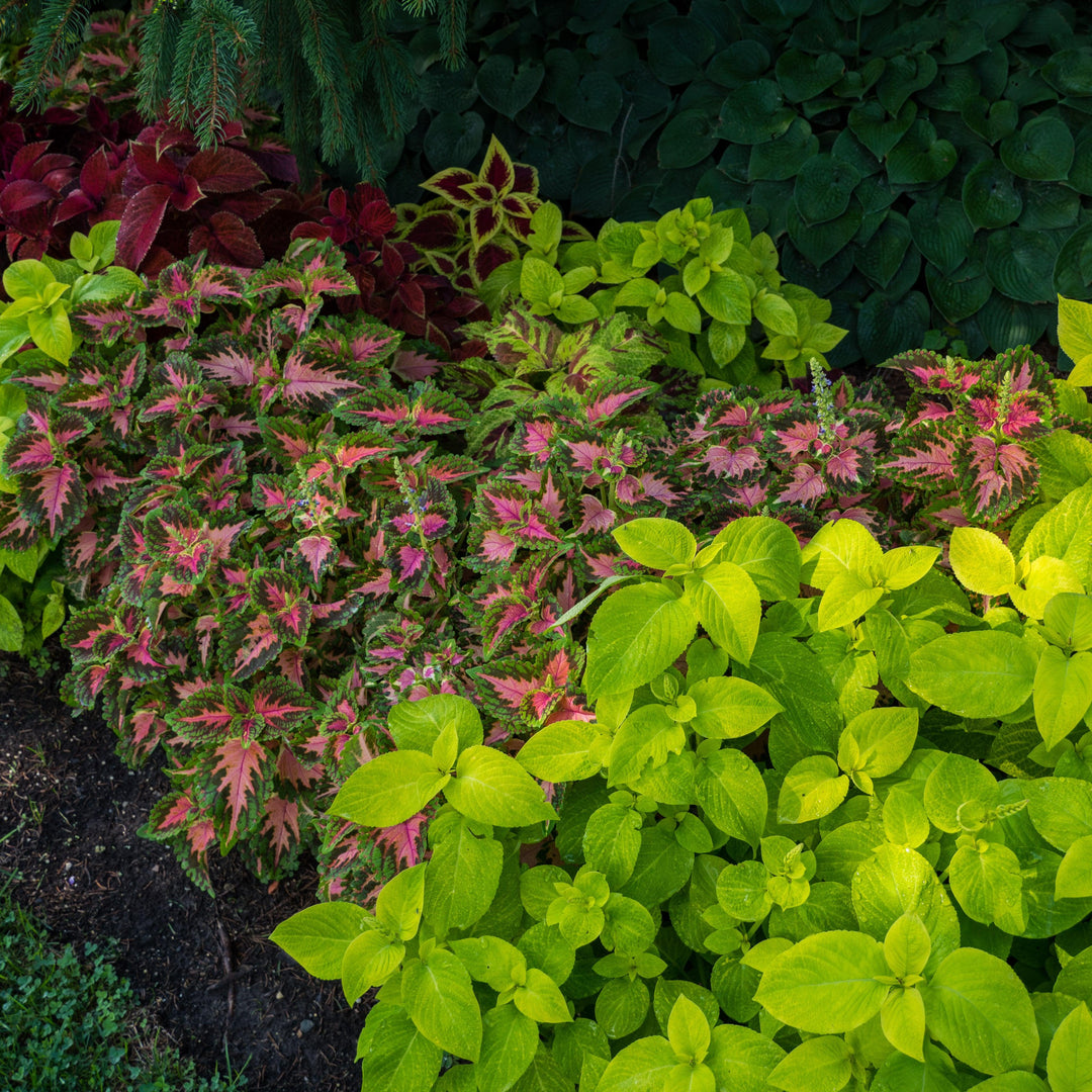 Solenostemon ‘Wizard Mix’ ~ Wizard® Mix Coleus