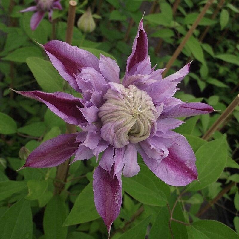 Clematis 'Evijohil' ~ Josephine™ Clematis