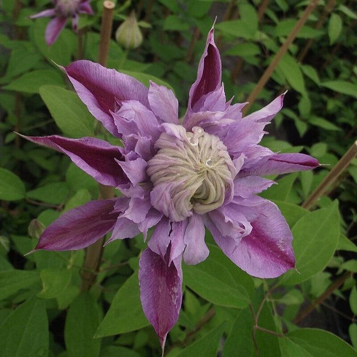 Clematis 'Evijohil' ~ Josephine™ Clematis