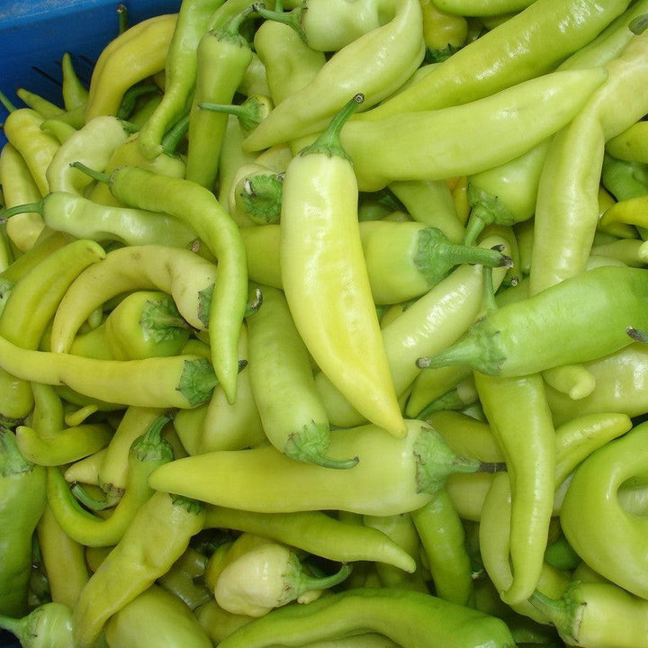Capsicum annuum 'Hot Banana' ~ Hot Banana Pepper