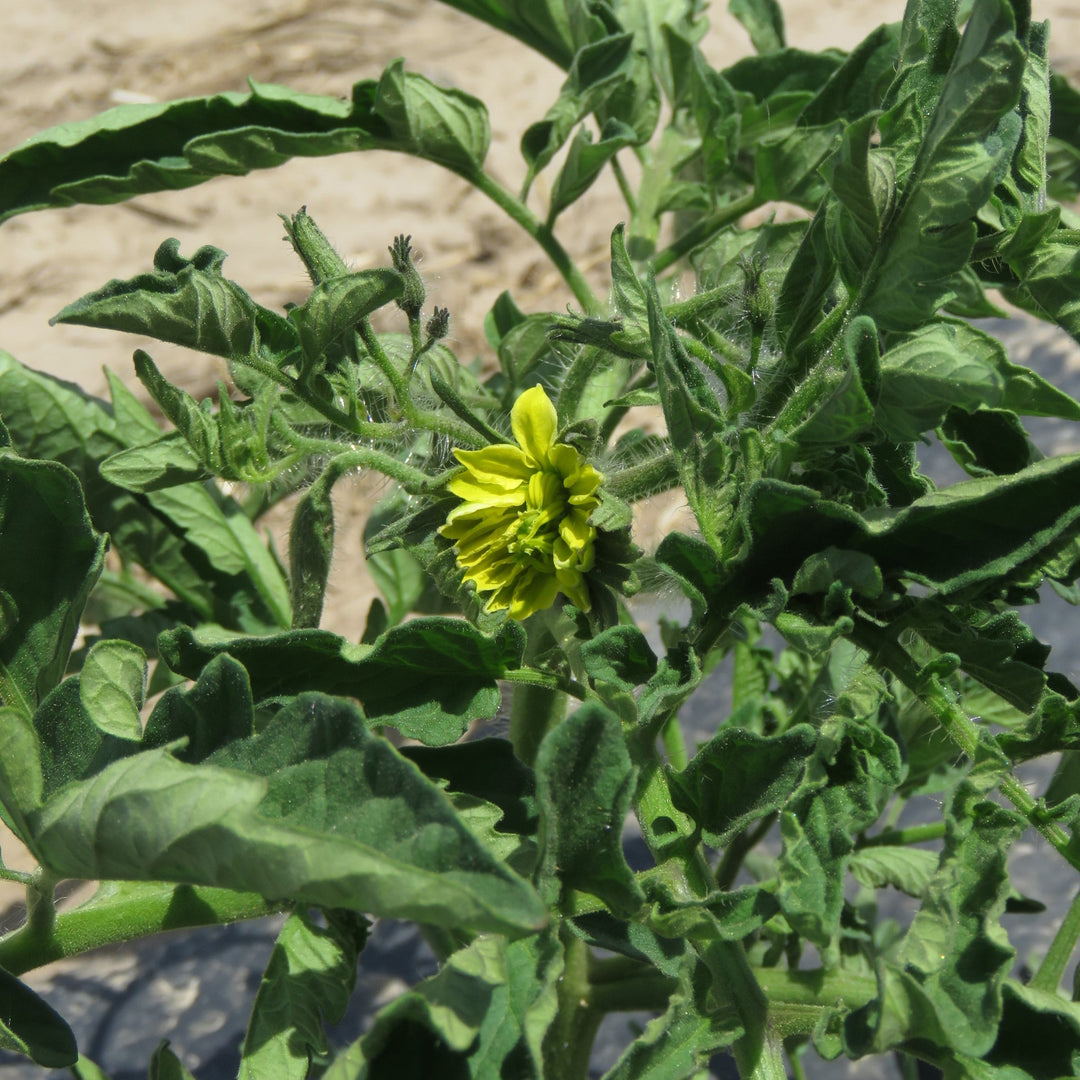 Solanum lycopersicum 'Cherokee Purple' ~ Cherokee Purple Tomato