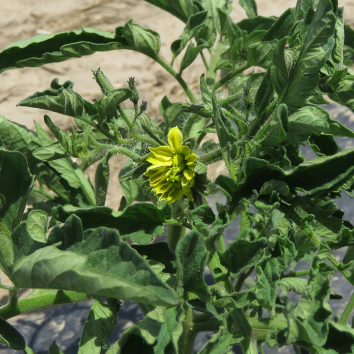 Solanum lycopersicum 'Cherokee Purple' ~ Cherokee Purple Tomato