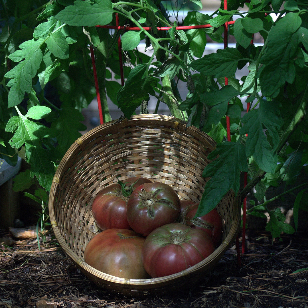 Solanum lycopersicum 'Cherokee Purple' ~ Cherokee Purple Tomato