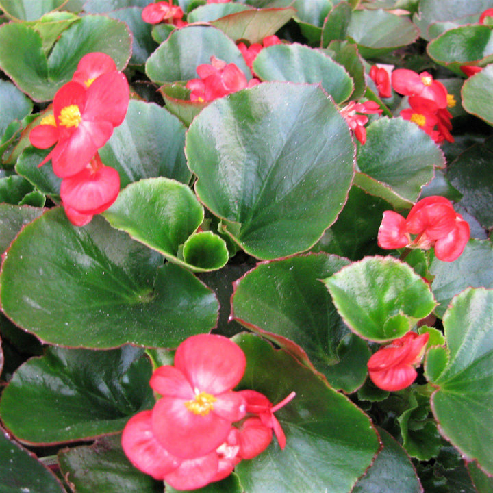 Begonia semperflorens 'Super Olympia Red'~ Super Olympia® Red Begonia