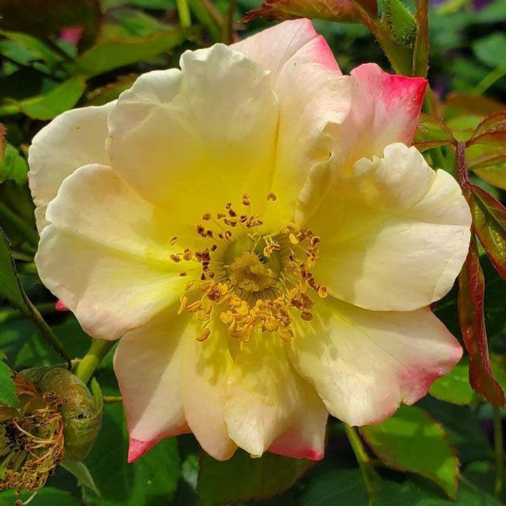 Rosa 'CA 29' ~ Campfire Rose