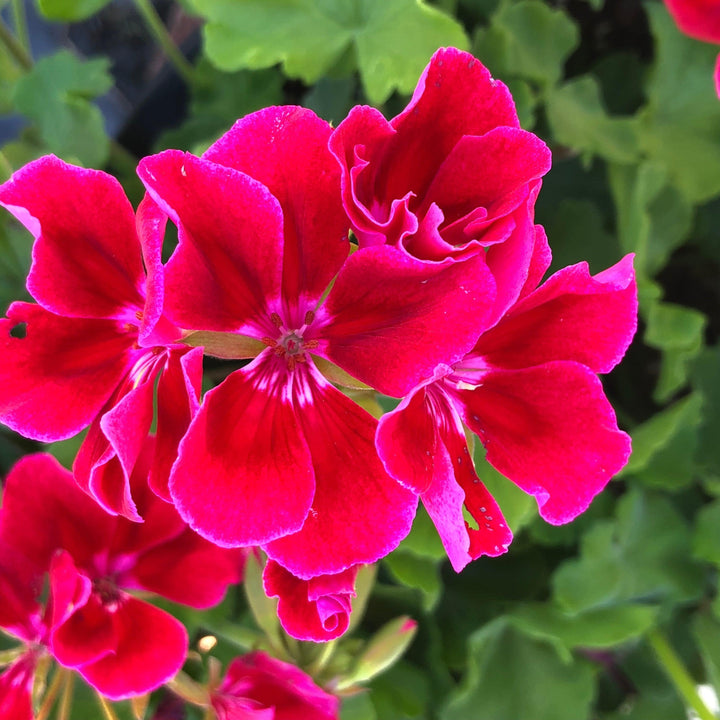 Pelargonium interspecific 'Calliope Crimson Flame' ~ Calliope® Medium Crimson Flame Geranium