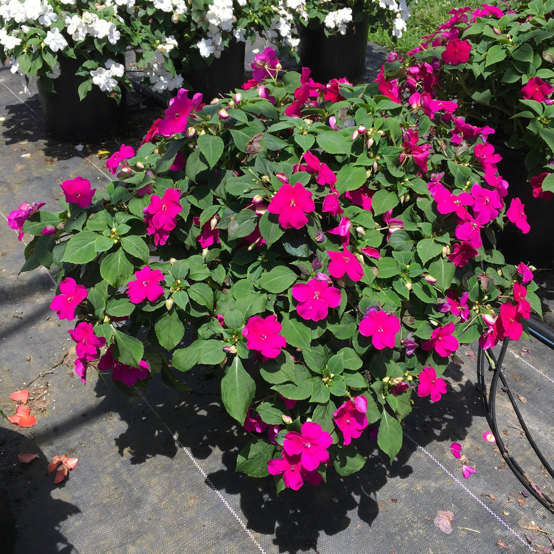 Impatiens walleriana 'PAS1357834' ~ Beacon® Violet Shades Impatiens