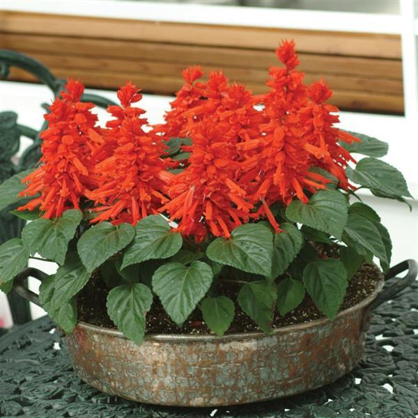 Salvia splendens 'Red Hot Sally II' ~ Red Hot Sally II Salvia