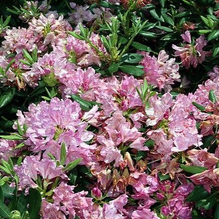 Rhododendron 'Roseum Pink' ~ Roseum Pink Rhododendron
