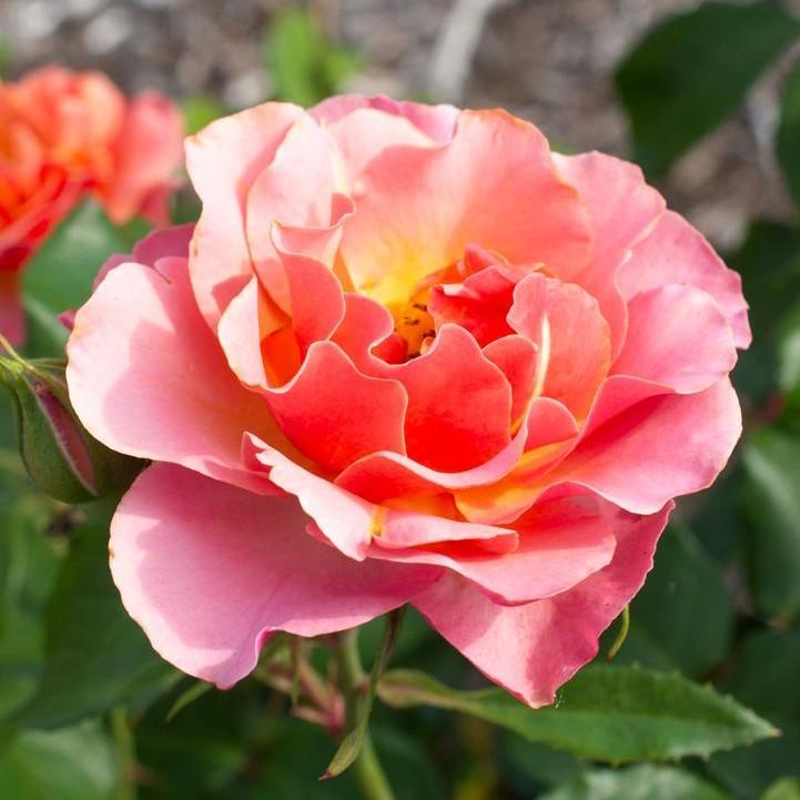 Rosa 'Meikokan' ~ Tequila® Supreme Rose