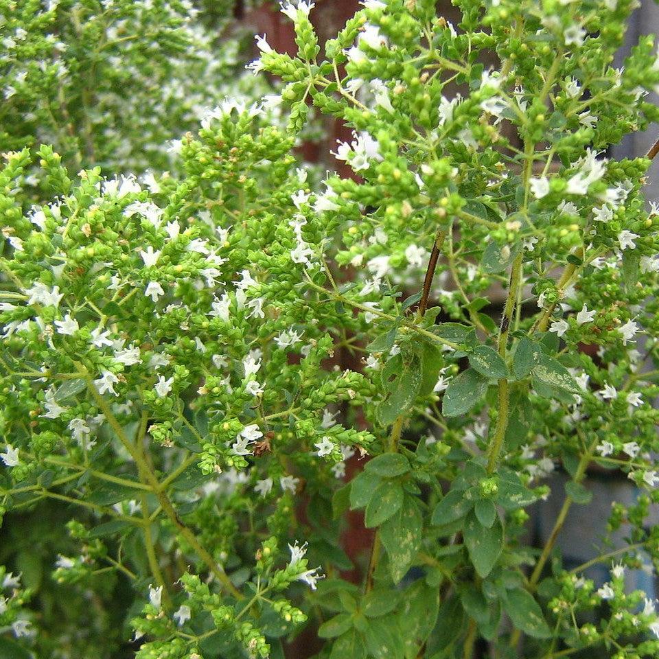 Origanum vulgare subsp. hirtum ~ Greek Oregano