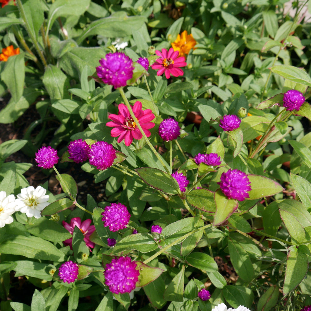 Gomphrena 'Gnome Purple' ~ Gnome Purple Globe Amaranth