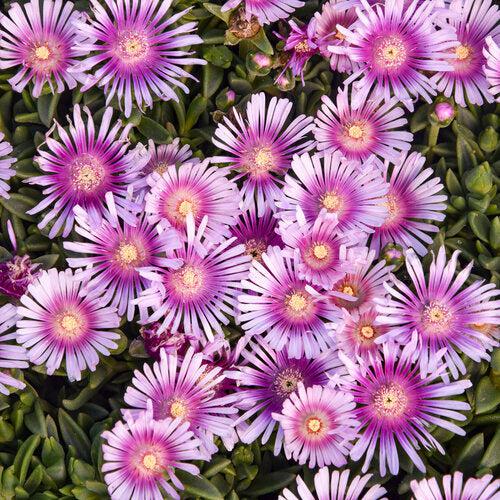 Delosperma 'Pink Radiance' ~ Kaleidoscope™ Pink Radiance Ice Plant