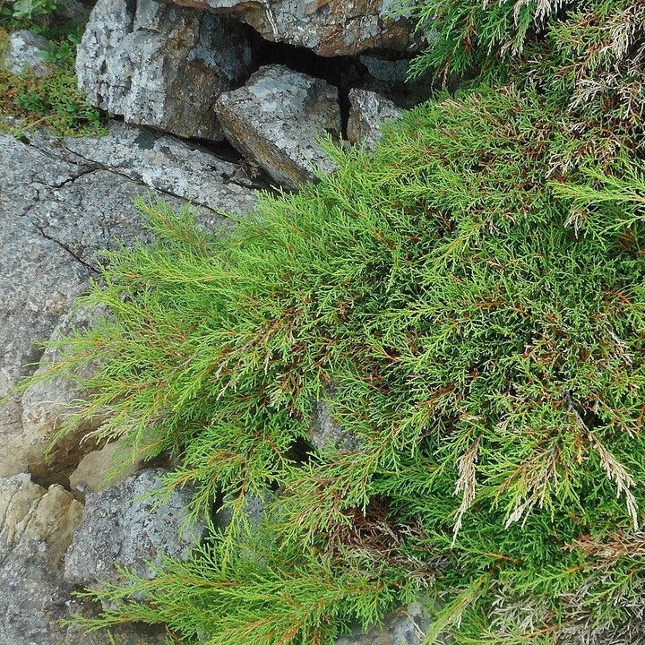 Microbiota decussata ~ Siberian Cypress, Russian Arborvitae