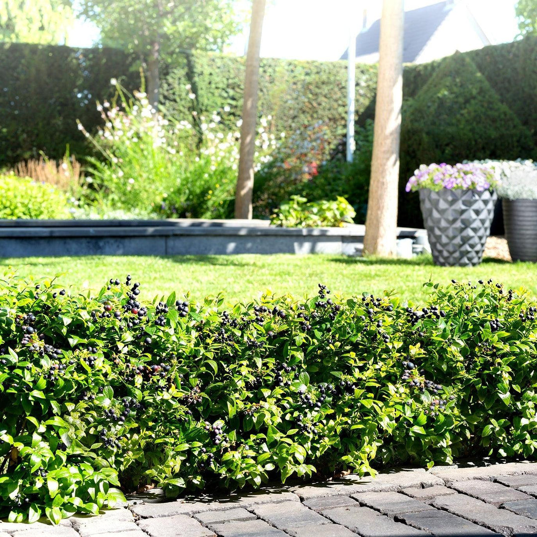 Vaccinium corymbosum hybrid 'ZF08-095' PP 25,467 ~ Bushel and Berry® BerryBux® Blueberry