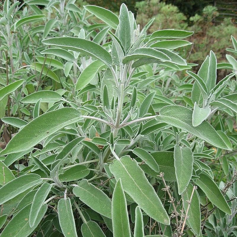 Salvia officinalis ~ Common Sage