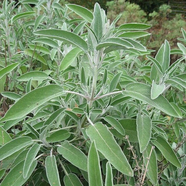 Salvia officinalis ~ Common Sage