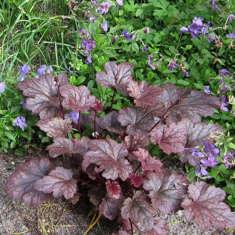 Plum Pudding Coral Bells, Heuchera