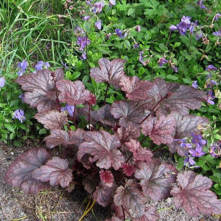 Plum Pudding Coral Bells, Heuchera