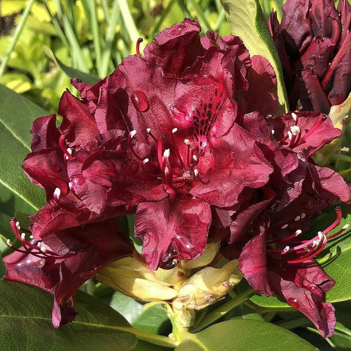 Rhododendron x 'Dark Lord' ~ Dark Lord Azalea