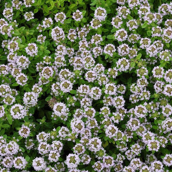 Thymus x citriodorus ~ Lemon Thyme