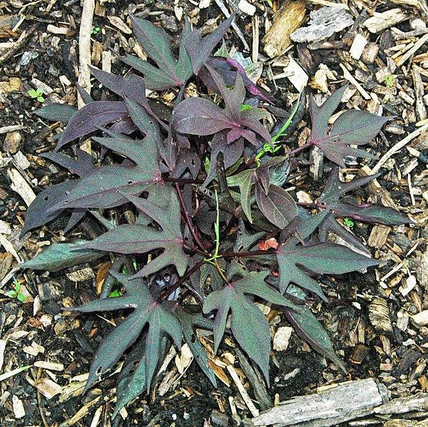Ipomoea batatas ‘Blackie' ~ Proven Accents® Blackie Sweet Potato