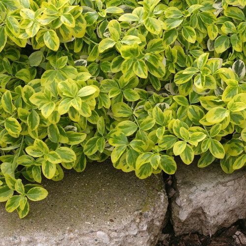 Euonymus fortunei 'Roemertwo' ~ PW®  Gold Splash® Euonymus