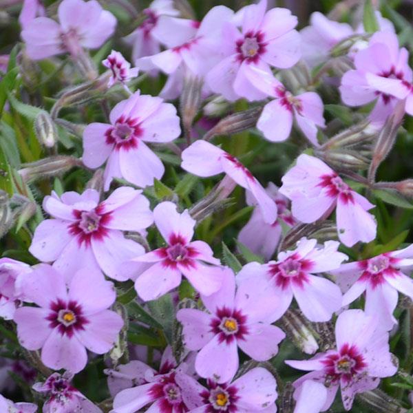 Phlox subulata 'Eye Candy' ~ Eye Candy Creeping Phlox
