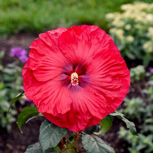 Hibiscus 'Valentine Crush' ~ Summerific® Valentine Crush Hibiscus