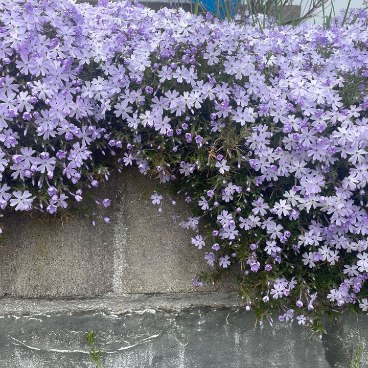 Phlox subulata ~ Creeping Phlox, Blue