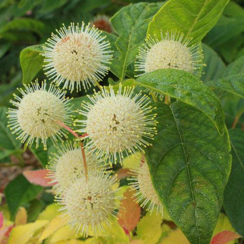 Cephalanthus occidentalis 'SMCOSS'  - Sugar Shack® Buttonbush