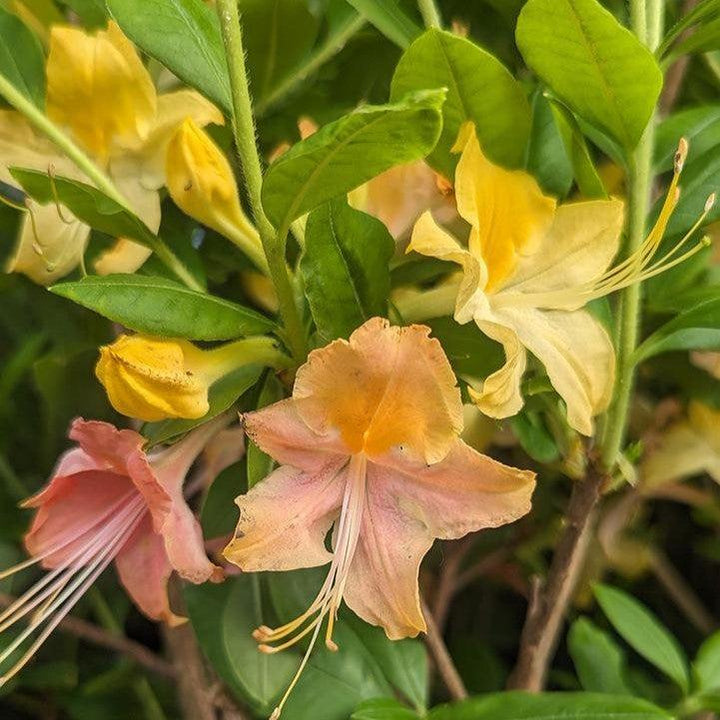 Rhododendron 'Garden Rainbow’  - Garden Rainbow Azalea
