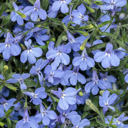 Lobelia erinus ’WNLOBLSB23’ ~ PW® Laguna® Sky Blue Lobelia