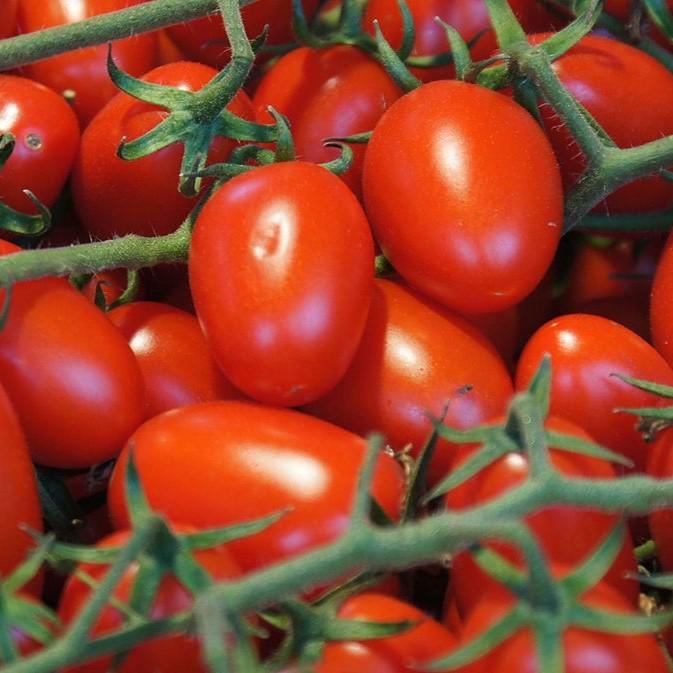 Solanum lycopersicum var. cerasiforme ~ Grape Tomato