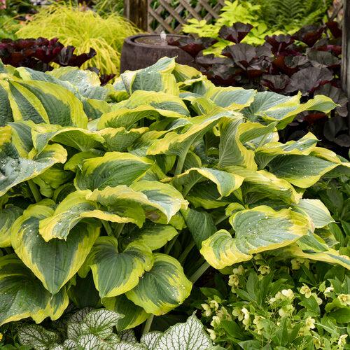 Hosta 'Seducer' 22,413 ~ PW® Shadowland® Seducer Hosta