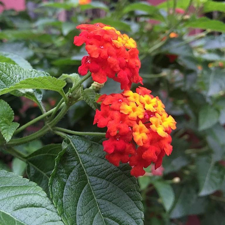 Lantana camara 'Balluced' ~ Little Lucky™ Red Lantana