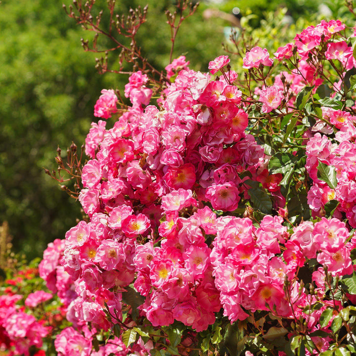 Rosa x 'NOA168098F'  - Flower Carpet® Pink Supreme Rose