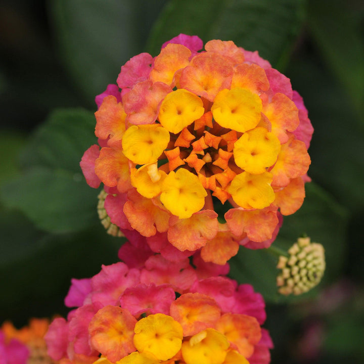 Lantana camara 'Balandrise' ~ Lucky™ Sunrise Rose Lantana