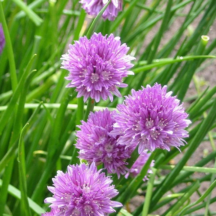 Allium schoenoprasum ~ Chives